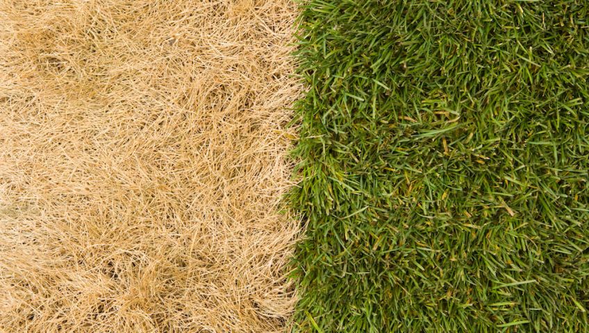 5 Common Threats to Your Colorado Lawn and How to Counter Them