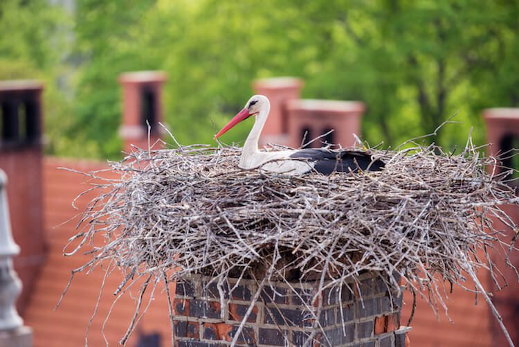 How to Safely Remove Critters in Your Chimney